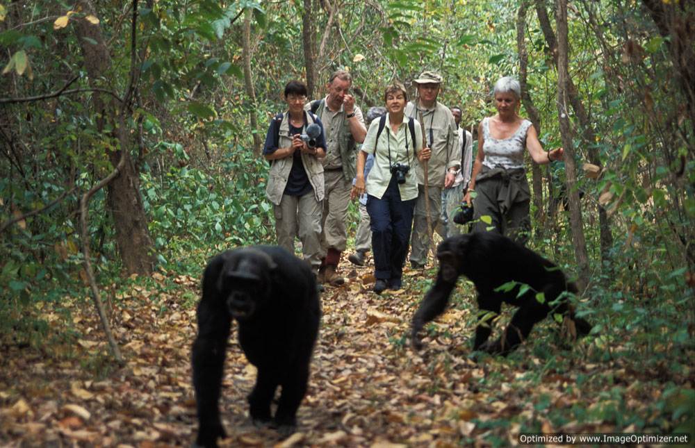 Chimpanzee tracking In Budongo Forest inside Murchison Falls National Park