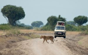 game drives in Murchison Falls National Park