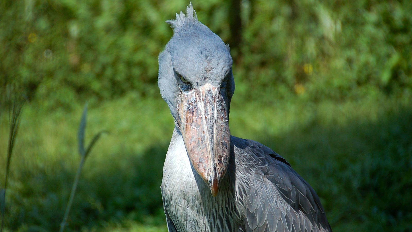 Shoebill Filming in Murchison Falls National Park - EA film fixers