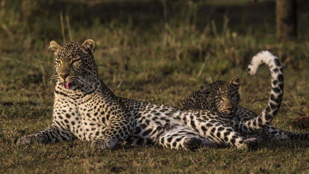 Leopard Filming In Murchison Falls National Park - Murchisonfalls-nationalpark.com