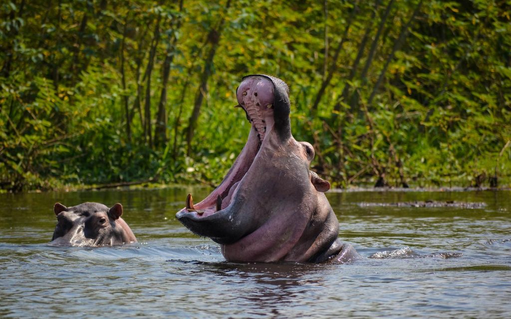 Murchison Falls Safaris starting in Entebbe