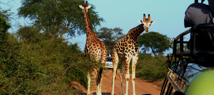 Best Budget Safaris to Murchison Falls National Park